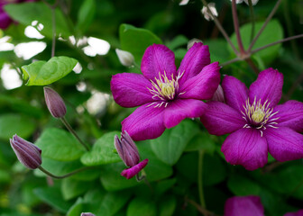 Purple clematis flower in the garden 2