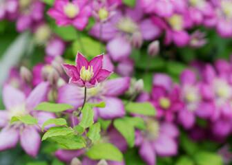 Naklejka premium Purple clematis flower in the garden 7