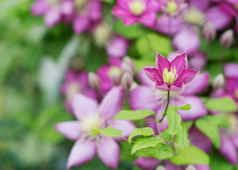Purple clematis flower in the garden 8