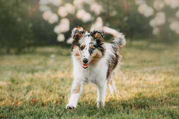 Beautiful tri color blue merle shetland sheepdog playing with ball near blooming flowers and looking straight forward in camera.