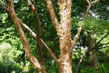 Acer griseum, the paperbark maple or blood-bark maple, is a species of flowering plant in the family Sapindaceae, native to central China. 