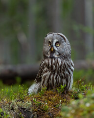 Great Grey Owl in the forest scenery at summer