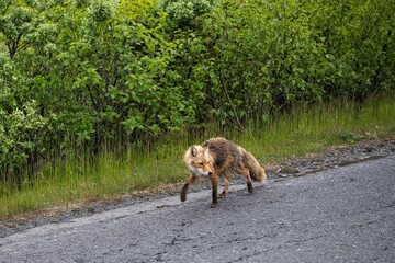 Gefahr in Verzug- Ein wenig scheuer  Rotfuchs auf offener Straße