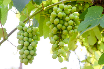 bunch of green grapes