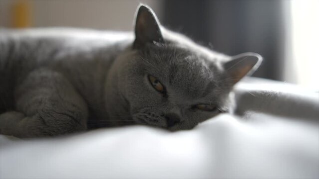 S&uuml;sse britisch kurzhaar Katze liegt im Bett