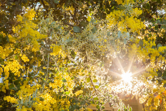Beautiful blossoms of golden wattle in the afternoon sunlight