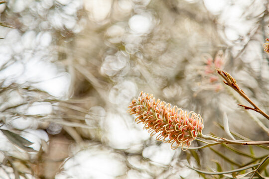 Yellow orange grevillea flowers on a bush