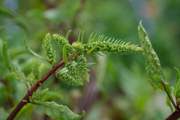 Young beetroot bushes are growing for seeds