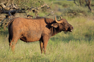 Fototapeta premium An African buffalo (Syncerus caffer) in natural habitat, Mokala National Park, South Africa.