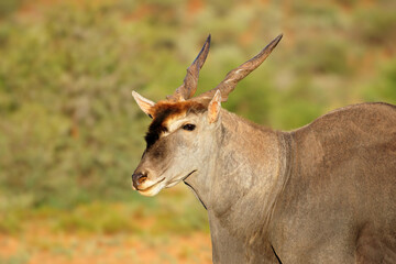 Portrait of a male eland antelope (Tragelaphus oryx), Mokala National Park, South Africa.