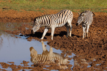 Plains zebras (Equus burchelli) drinking at a waterhole, Mokala National Park, South Africa.