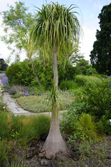 Beaucarnea recurvata, the elephant's foot or ponytail palm, is a species of plant in the family...