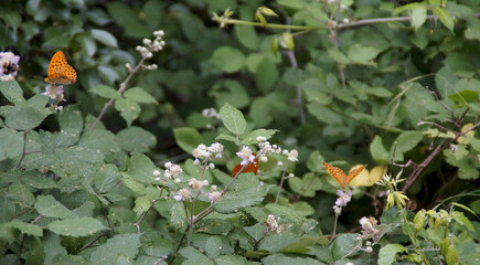 Farfalle sui fiori lungo il sentiero in Umbria in estate