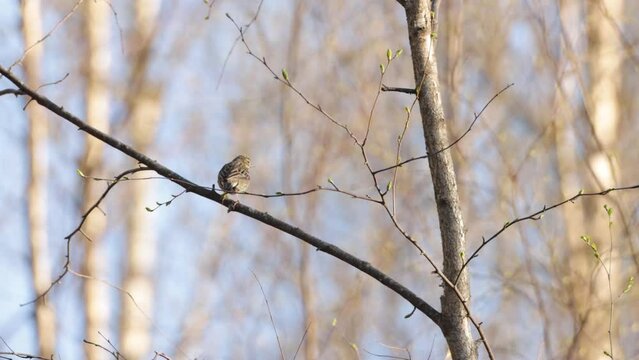 Tree pipit perched on a spring evening in Estonian boreal forest	