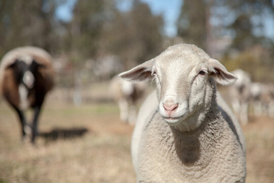 Young dorper sheep standing in the sunlight on a hot day