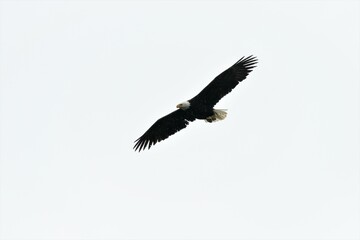 Ein fliegender Weskopfseeadler mit einer Flügelspannweite von zwei Metern im Flug - Alaska