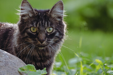 domestic cat portrait in wild nature, green grass sunlit