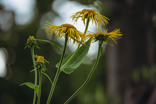 Inula Magnifica with a huge yellow flowers.. A very tall perennial plant flowering in summer.