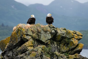 Zweisamkeit - Ein Paar von Weiskopfseeadlern auf einem Felsen an der küste von Katmai  in Alaska- Weiskopfseeadler, Baldet Eagle, sind überwiegend monogam . Die Paare bleiben ein Leben lang zusammen