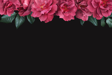 Floral banner, header with copy space. Red roses isolated on dark grey background. Natural flowers wallpaper or greeting card.