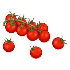 Branch of red cherry tomatoes for banners, flyers, posters, social media. Fresh organic and healthy, diet and vegetarian vegetables. Cartoon style. Vector illustration isolated on white background.