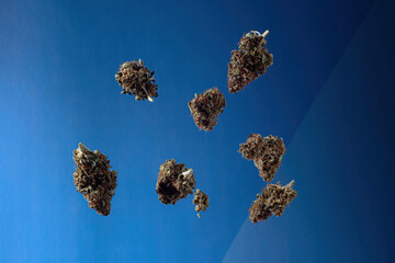 Dry buds of medical marijuana fly on a blue background. - obrazy, fototapety, plakaty