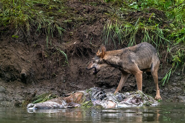 Gray wolf (Canis lupus) by the remains of a killed deer. Bieszczady, Carpathians, Poland.