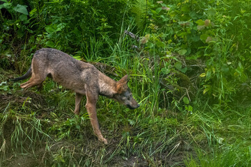 Naklejka na ściany i meble Gray Wolf (Canis lupus). Bieszczady Mountains, Carpathians, Poland.