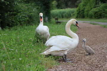 Baby Schwan mit Eltern