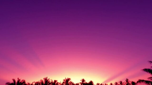 Pastel purple pink sunrise on morning sky in palm tree forest