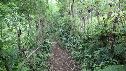 Les chemins tropicaux de Domoni