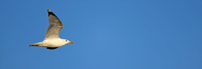 Mittelmeermöwe // Yellow-legged gull (Larus michahellis) - Axios Delta, Griechenland