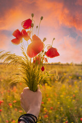 Bouquet of wild red poppies in woman hand on a Summer field with beautiful sky.