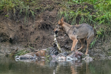 Naklejka na ściany i meble Gray wolf (Canis lupus) by the remains of a killed deer. Bieszczady, Carpathians, Poland.