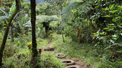 Les chemins tropicaux de Domoni