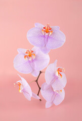 Fototapeta na wymiar Floral background with purple orchid, copy space on a pastel pink background. Tropical flower, orchid branch close-up. Holiday, Women's Day, Flower card, Beauty