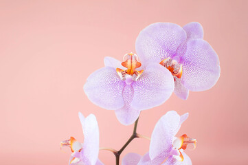 Floral background with purple orchid, copy space on a pastel pink background. Tropical flower, orchid branch close-up. Holiday, Women's Day, Flower card, Beauty
