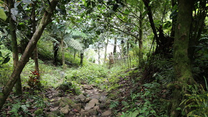 Les chemins tropicaux de Domoni