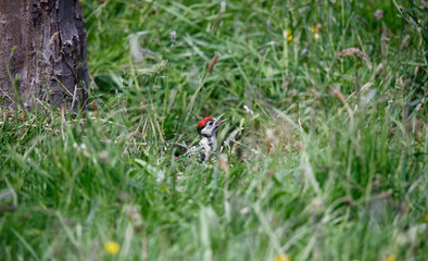 Female great spotted woodpecker feeding a juvenile in the garden