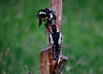 Female great spotted woodpecker feeding a juvenile in the garden