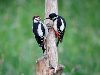 Female great spotted woodpecker feeding a juvenile in the garden