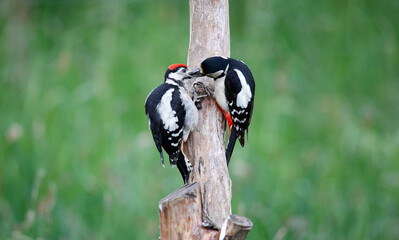 Female great spotted woodpecker feeding a juvenile in the garden