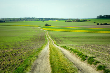 View of a long dirt road through spring fields