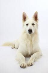 Perro pastor blanco, perro lobo