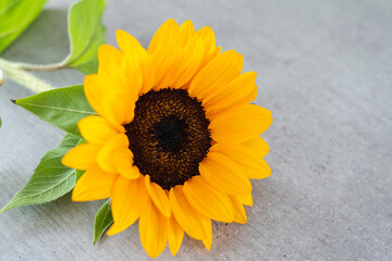 Sonnenblume isoliert auf grau