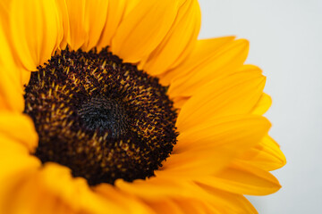Sonnenblume isoliert - nahaufnahme