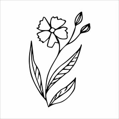 hand-drawn doodle plant element for floral design concept