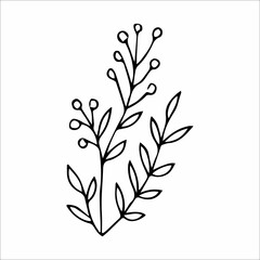 hand-drawn doodle plant element for floral design concept