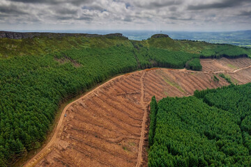 Area in a green forest with freshly cut trees and piles of logs by a small road. County Tipperary Ireland. Forestry industry. Supply of material and fuel. Ecology problem. Aerial view.