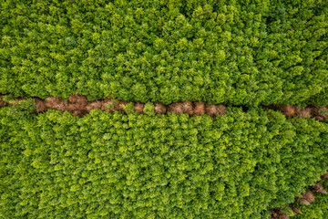 Dense green forest with a line of dead trees. Forestry industry. Top down aerial view. County...